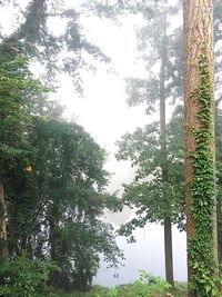 Low angle view of trees in forest against sky