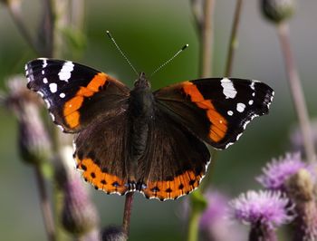 Close-up of butterfly on purple flower