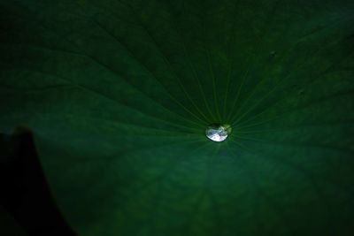 Close-up of wet plant leaves