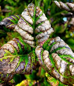 Close-up of leaf on tree