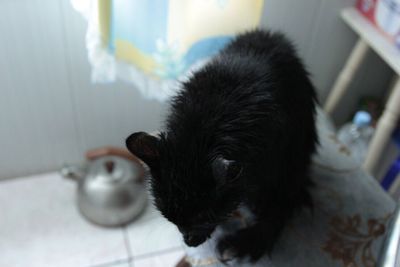 Close-up of black cat in plate