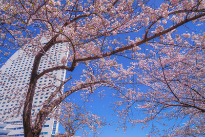 Low angle view of cherry blossoms against blue sky