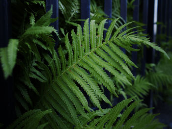 Close-up of green leaves