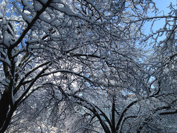 Low angle view of tree against sky
