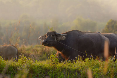 Horses in a field