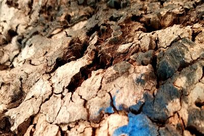 Full frame shot of tree trunk