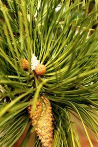 Close-up of fresh green plant