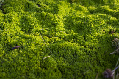 Full frame shot of grass