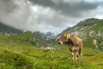 There is a cattle on the meadow in front of the meglisalp. mountains with snow in the background