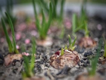 Close-up of grass growing on field