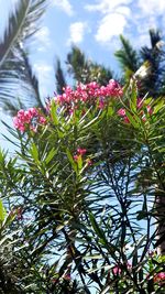 Close-up of pink flowering plants