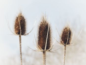 Close-up of dried plant on field against sky