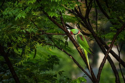 Close-up of fresh green plant