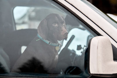 Pointer dog in car, driving travel pet. dog behind steering wheel locked inside car, looking out car