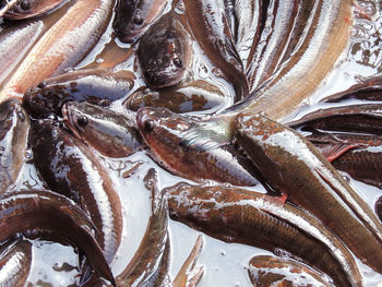 High angle view of fish for sale in market