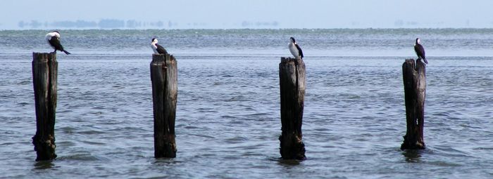 Pier in sea