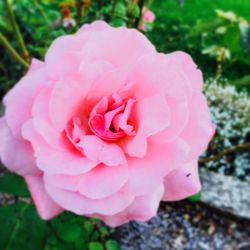 Close-up of pink rose