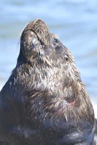 Close-up of seal