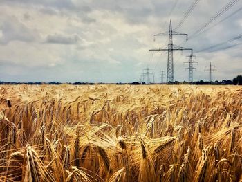 Wheat field against sky 