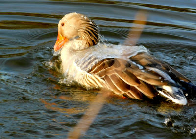 Close-up of duck swimming in lake