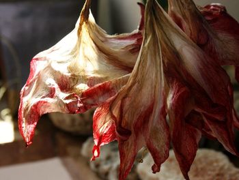 Close-up of red roses