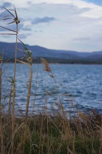 Close-up of grass by lake against sky