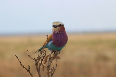 Close-up of bird perching against sky