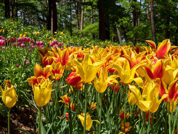 Close-up of yellow tulips in park