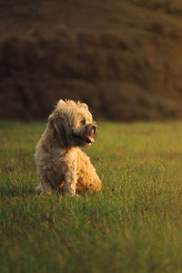 Dog sitting on field