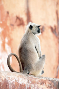 Low angle view of langur sitting on retaining wall