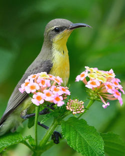 Close-up of a bird on flower