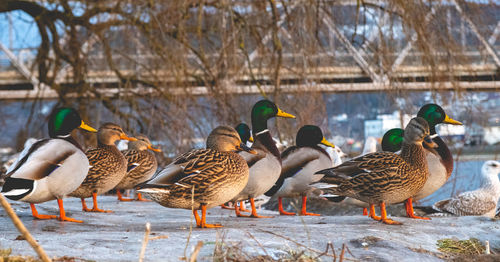 Flock of birds in snow