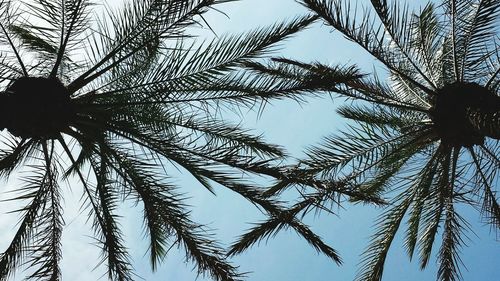 Low angle view of tree against sky