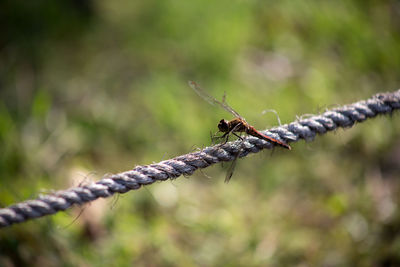 Close-up of barbed wire