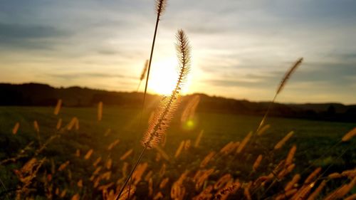 Close-up of stalks in field against sunset sky