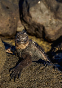 Close-up of lizard on rock