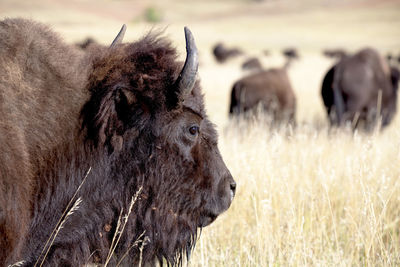 View of a buffalo on field