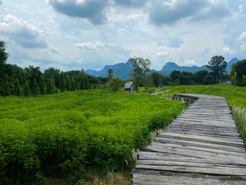 Footpath amidst grass and trees against sky