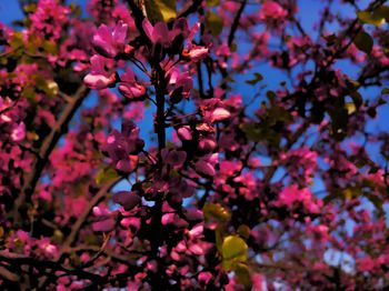 Close-up of pink flowering tree