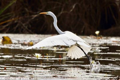 Close-up of birds in lake