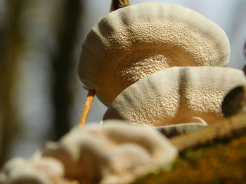 Close-up of mushroom growing on tree trunk