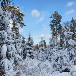 Snow covered trees against sky