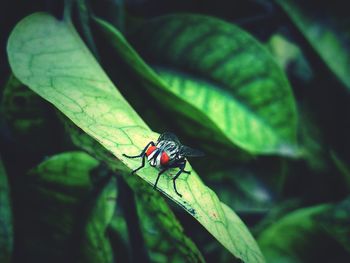 Close-up of fly on leaf