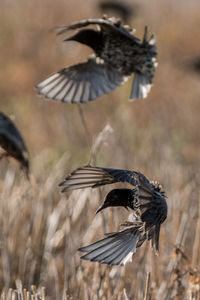 Close-up of bird flying
