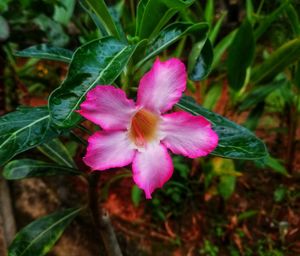 Close-up of pink flowering plant