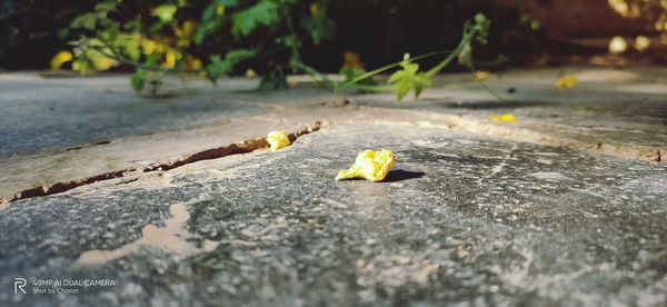 Close-up of dry leaves on street