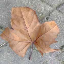 Close-up of autumn leaf on footpath