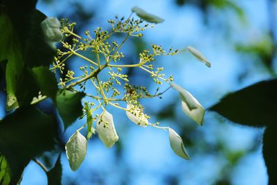 Low angle view of flowers growing on tree