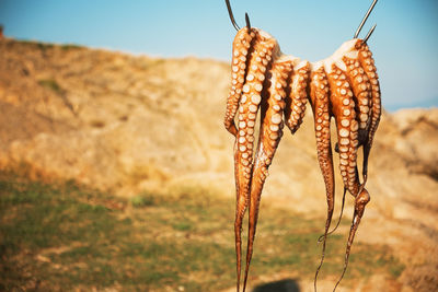 Close-up of octupus meat hanging on hooks