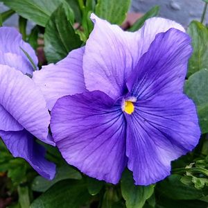 Close-up of purple flower
